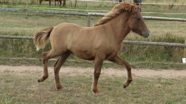 Lukka vom Berghof 640x360