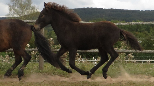 Tryggvi vom Berghof 640x360