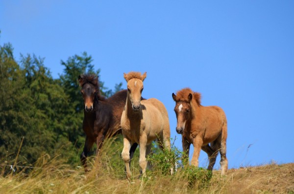 Nachzucht 2016 Mona Sola und Glaesa vom berghof